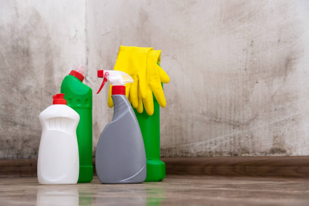 Best Black Mold Removal  in Berkley, CO